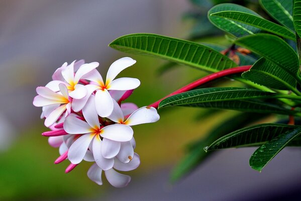 Desktop wallpaper with plumeria