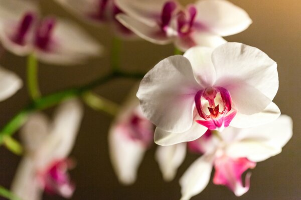 Ramo di fiori di orchidea bianco-rosa