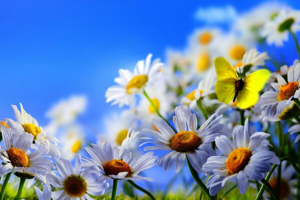 White daisies and a yellow butterfly on a blue sky background