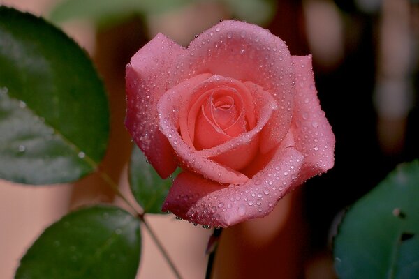 Dew drops on a rosebud