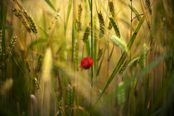 Flor de amapola en un campo de trigo