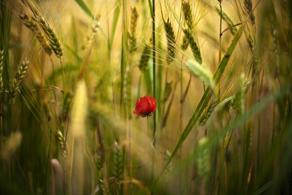 Kwiat maku w polu pszenicy