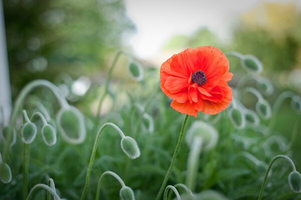 Red poppy flower on a green background