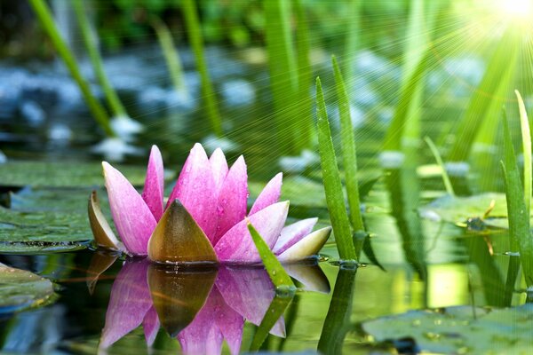 Seerose im Teich unter Sonneneinstrahlung