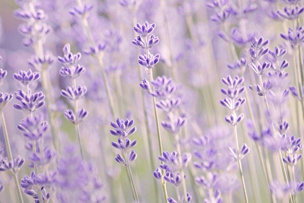 Riprese macro di fiori di lavanda lilla