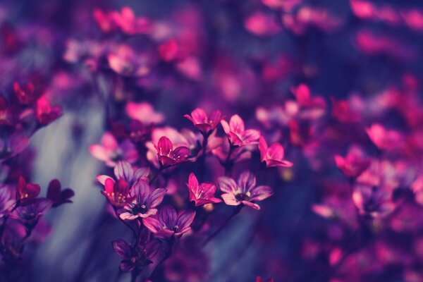 Kleine Blütenstände in einem magischen violetten Farbton