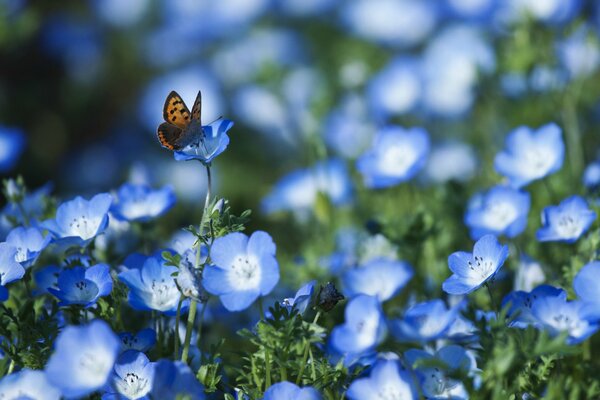 Ripresa macro di bobochka su uno sfondo di un campo di fiori blu