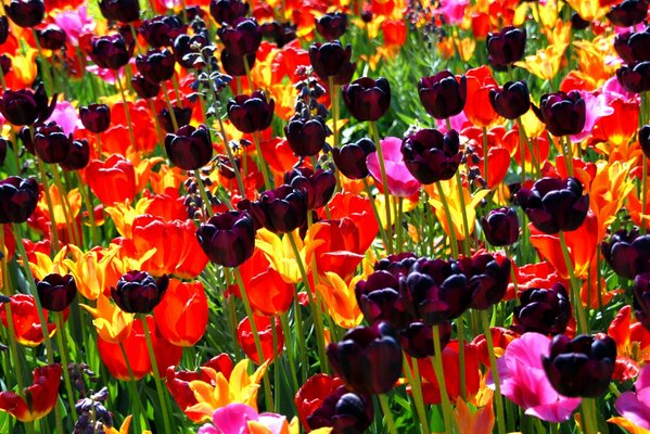 Beaucoup de tulipes charmantes printanières