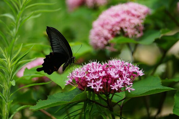 Farfalla nera su infiorescenza rosa