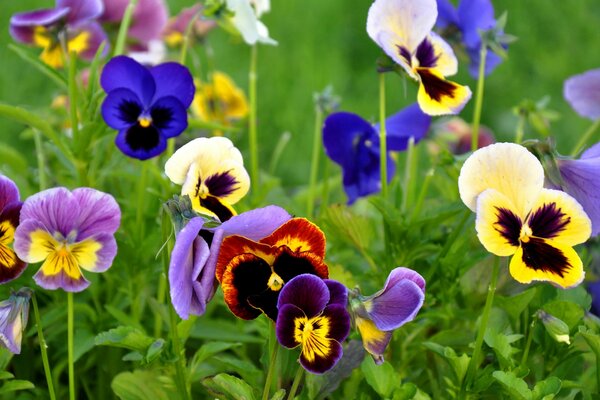 Fiori di viole del pensiero su sfondo verde