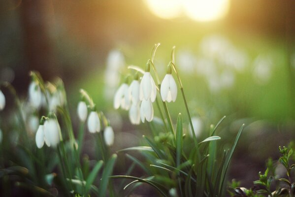 Bosque foto snowdrops blanco