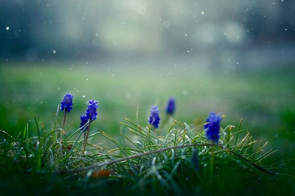 Blue flowers in green grass