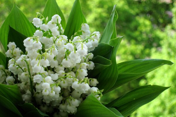 Bouquet de printemps de muguet tendre