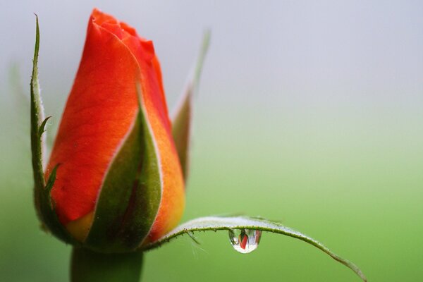 Goutte de rosée sur un bourgeon de rose