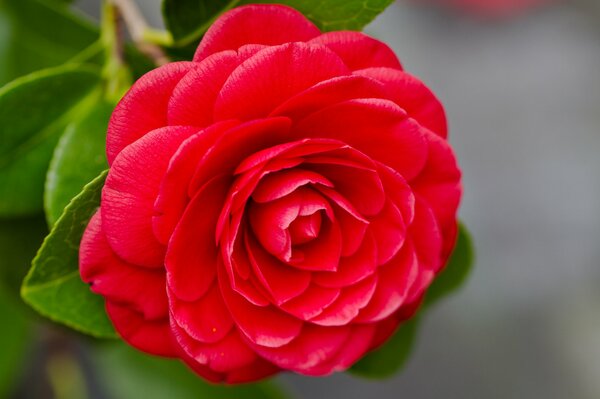 Camélia rouge sur fond vert