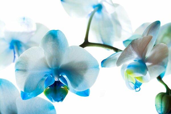 Delicate blue orchid flowers