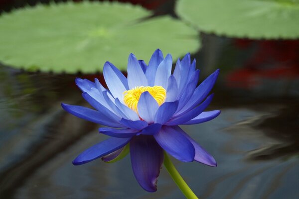 Цветок голубого лотоса в пруду