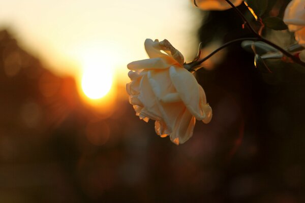 Foto di una rosa delicata sullo sfondo di un tramonto sfocato