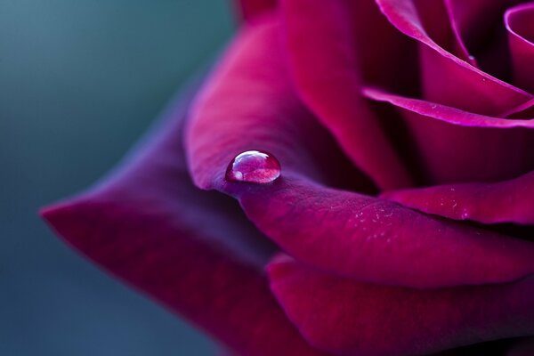 Goccia di rugiada su un petalo di rosa cremisi. Macrosemka di gocce di rugiada su un petalo di rosa