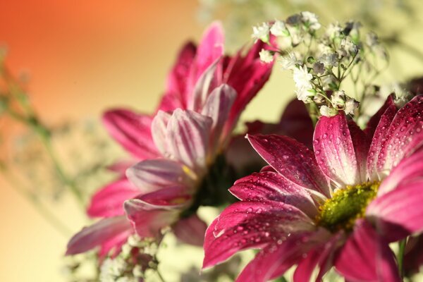 Beautiful gerberas with water droplets on the petals