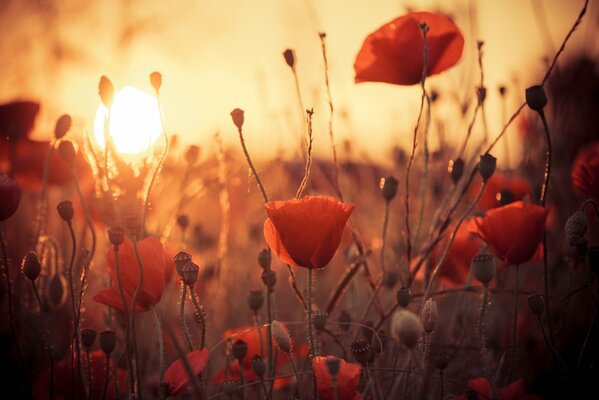 Rote Mohnblumen auf dem Hintergrund der Sonnenstrahlen des Sonnenuntergangs