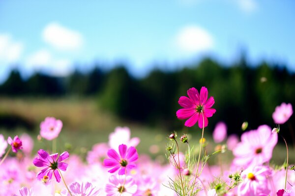 Von der Sonne beleuchtete rosa und violette Feldkamillen vor dem Hintergrund eines dunklen Waldes und eines blauen Himmels mit weißen Wolken