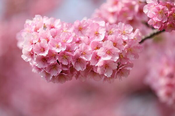 Japón, cereza rosa