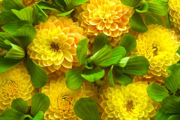 Gelbe Blüten und grüne Blätter