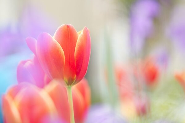 Knospen scharlachroter Tulpen mit Unschärfe