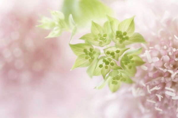 Delicate green flowers