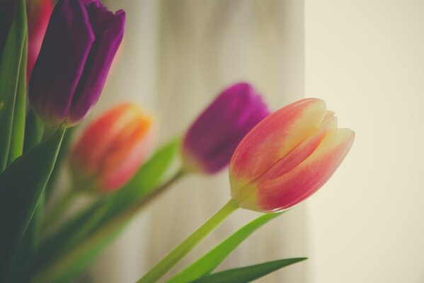 Bouquet of modest tulip buds