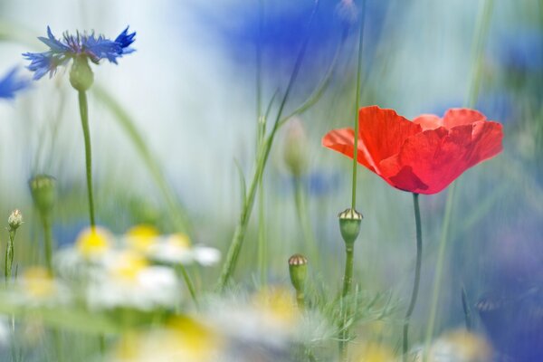 Makro Kamille Kornblumen Blumen Feld