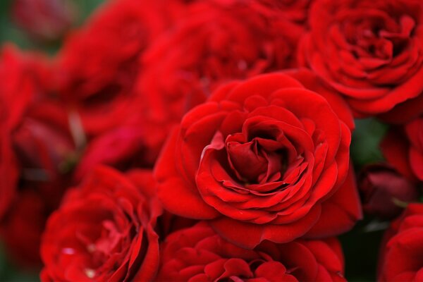 Énorme et chic bouquet de roses rouges