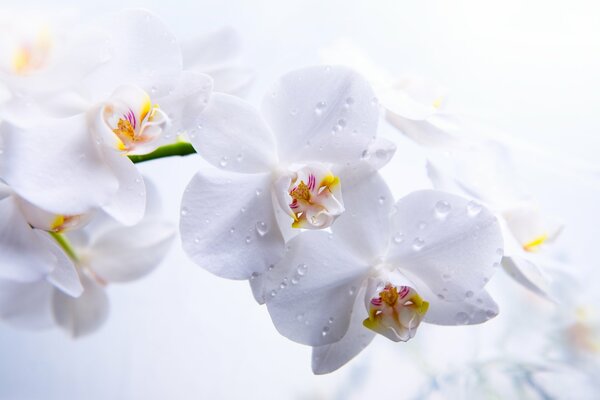 Orquídeas con pétalos blancos