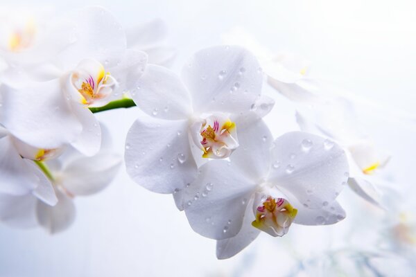Orchidées à pétales blancs