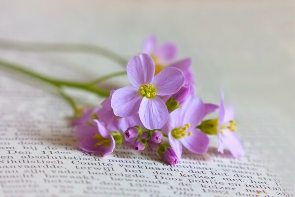 Zarte violette Blumen auf einem Texthintergrund mit einem unscharfen Hintergrund