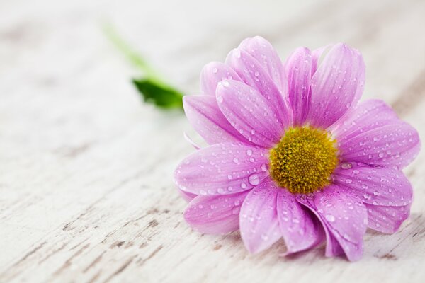 Fleur rose avec des gouttes sur les pétales