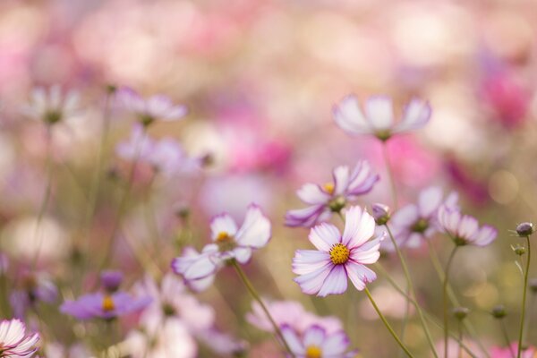 Flores blancas Rosadas de cosmea en el campo