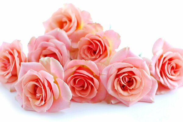 Bellissimo bouquet di rose rosa