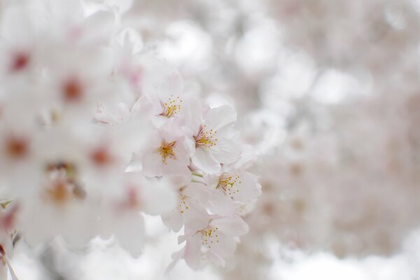 Die Blüte einer schneeweißen Kirschblüte. Zarte weiße Blütenblätter 