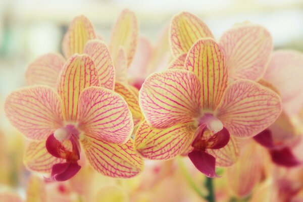 A beautiful orchid with a purple-yellow color