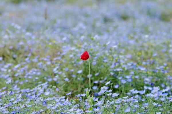 Un coquelicot rouge au milieu d un champ avec des fleurs bleues