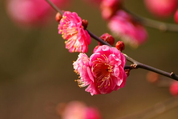 Floraison des fleurs. Macro