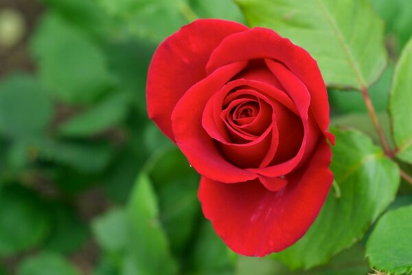 Pączek czerwonej róży w zieleni