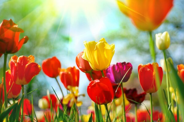 Bunte Tulpen ziehen in die Sonne