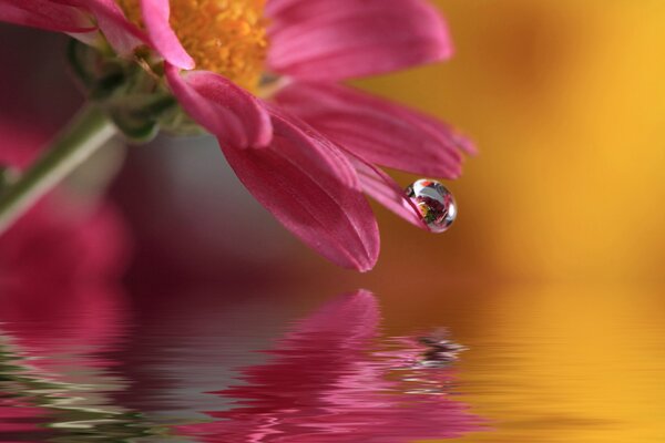 Ein Tropfen Wasser fließt vom Blumenblatt ab