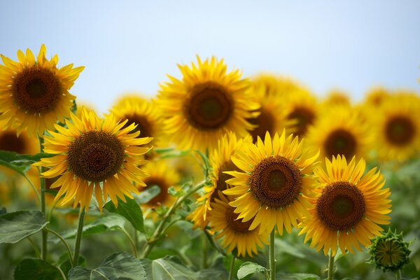 Campo dorado de girasoles