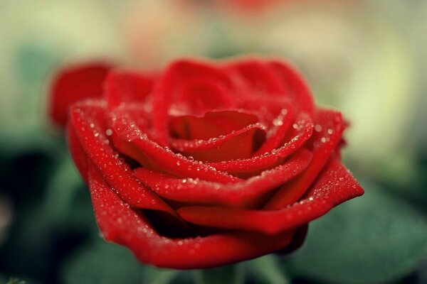 Rose rouge dans les gouttes de rosée