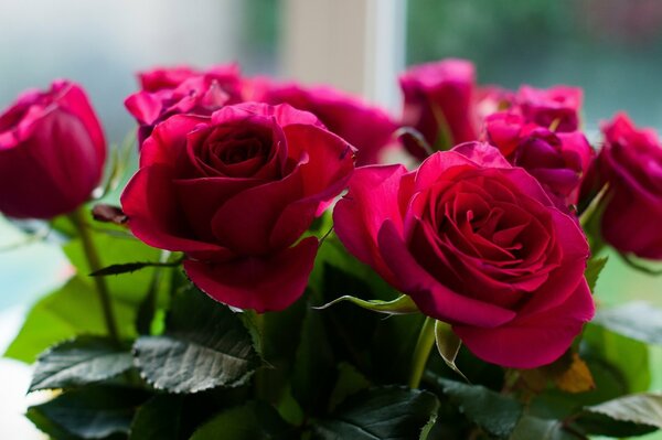 Roses mauves recueillies dans un bouquet