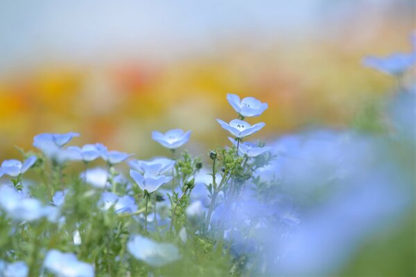 Verschwommener Hintergrund blaue Blumen auf einer Lichtung